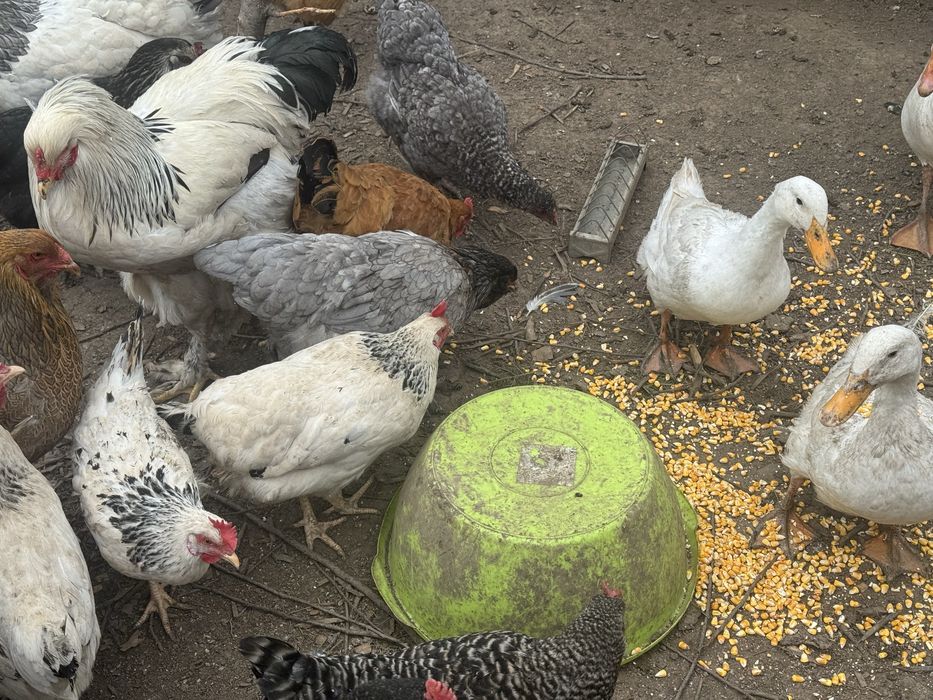 Oua australorp,brahma,kabir