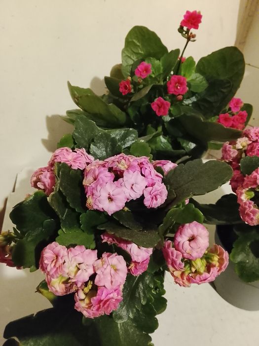 Каланхое , Калатея и лечебно Алое Вера