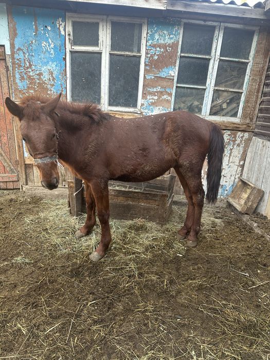 Семіз полтарашка.