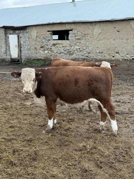 Продам бычков подсос