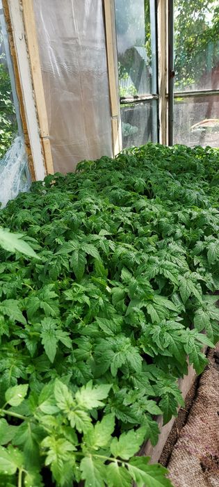 Продам рассаду помидор