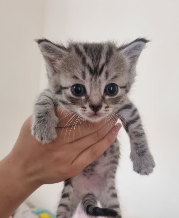 Отдам котят в хорошие руки
