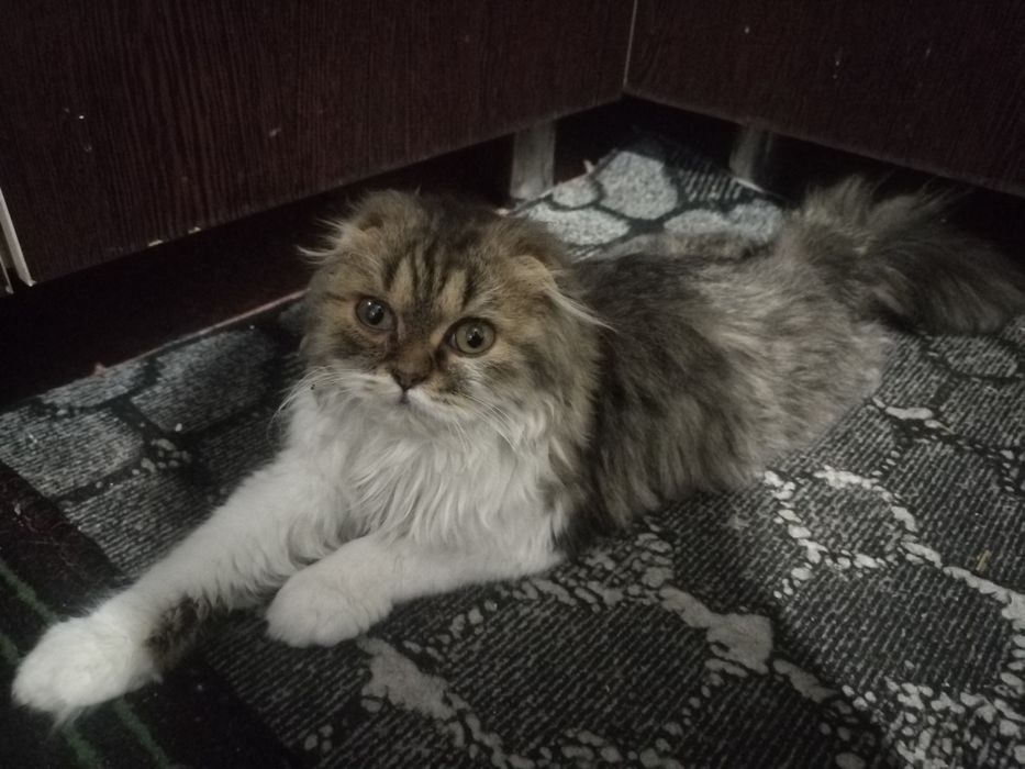 Skotsh fold qiz bola