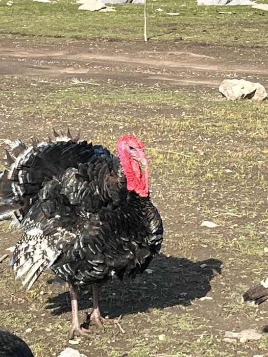 Индюки Гибрид қораздар сатылады