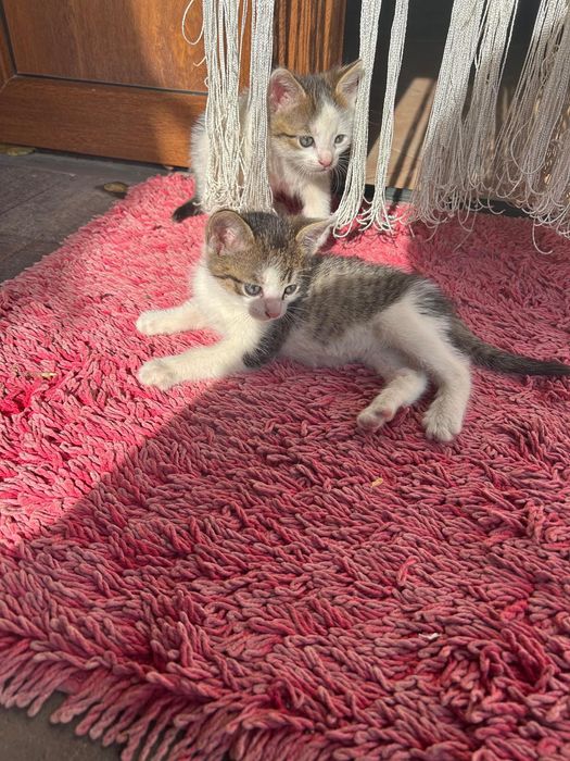 Pisicuțe pentru adopție