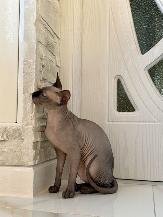 Pisică Sphynx (Canadian Sphynx)