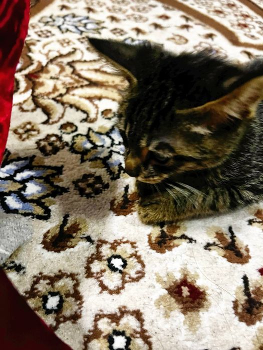 Mushuk bola damashni