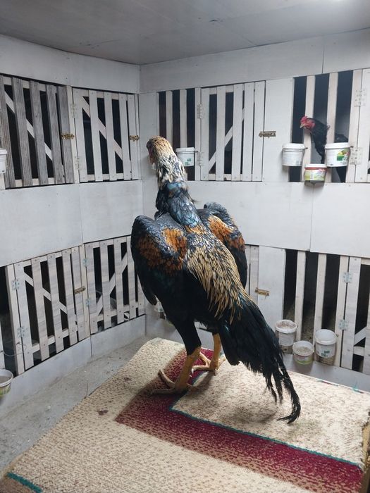 Боицовая птица хороших кровеи