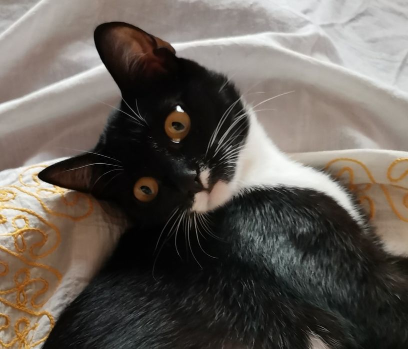 Котик в добрые руки