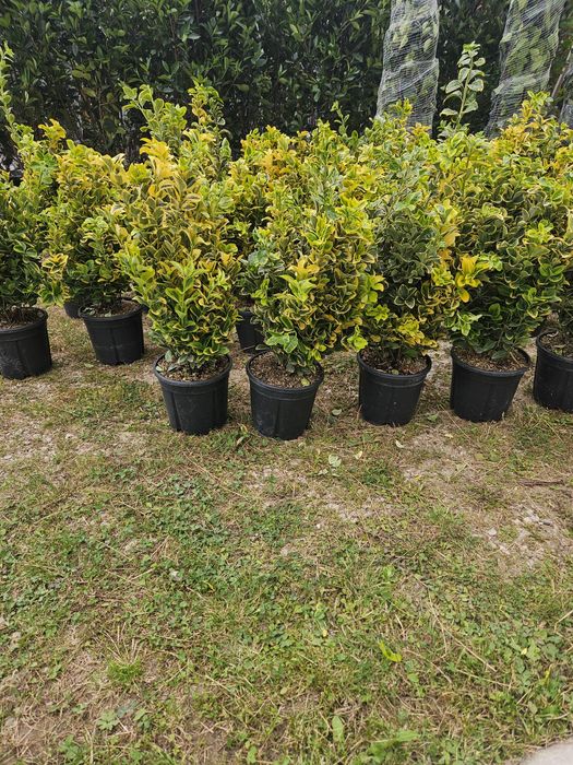 Leylandi maslin bonsai glandeflora