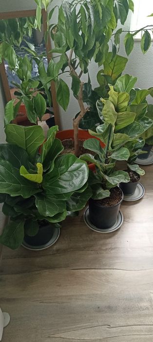 Цветя --Фикус лирата бамбино