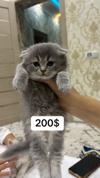 Scottish Fold zotli