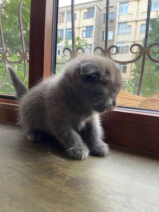 Котёнок белый фолд мальчик