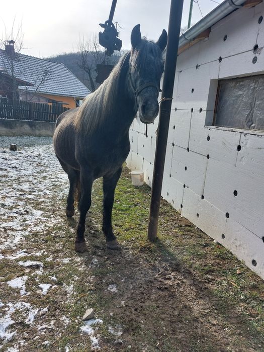 Vând armăsar tânără!