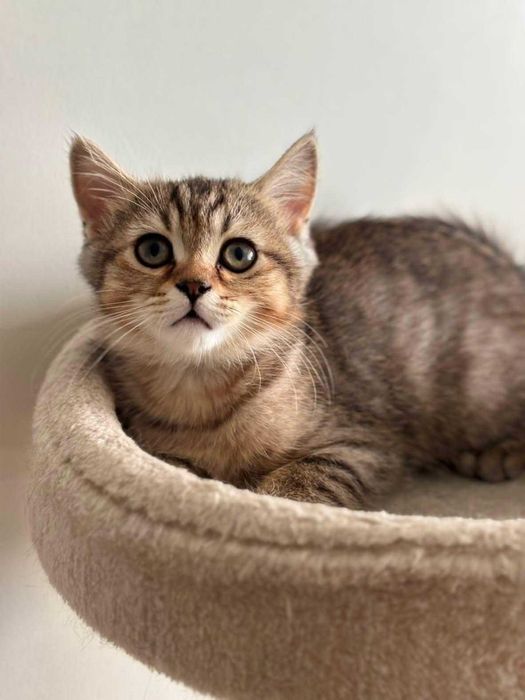 Шотландско котенце