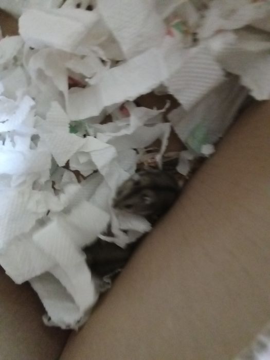 Vand 2 hamsteri pitici