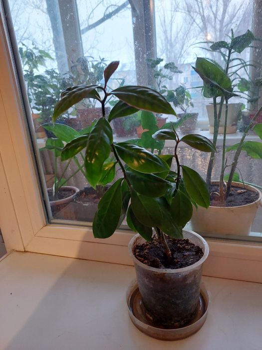 Цветы комнатные растения