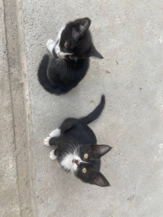 2 Котёнка даром в хорошие руки