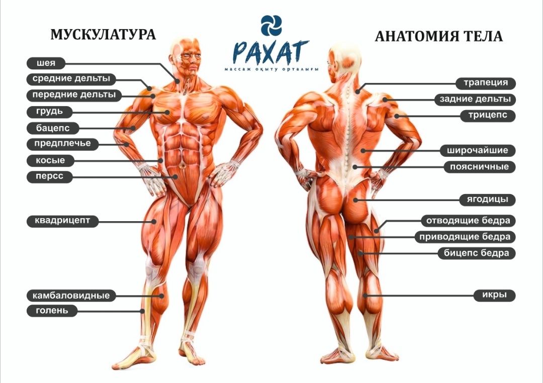 Части тела мышцы. Мышцы тела человека анатомия. Анатомия мышц человека бодибилдинг. Схема мышц туловища человека. Строение человека мышцы анатомия мужчины.