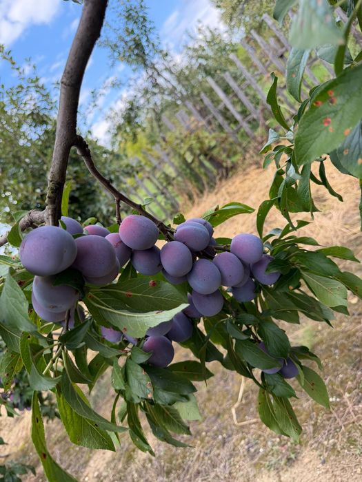 Vând prune de țuică!