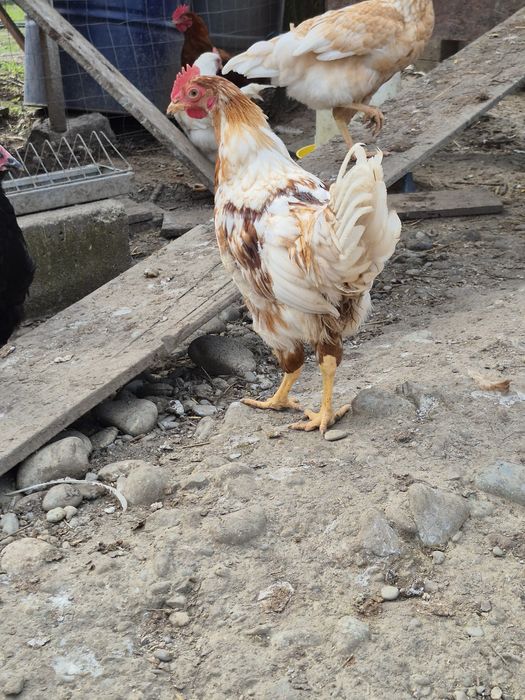 Cocoșei isa brown