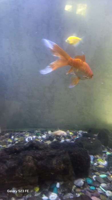 З о л о т ы е рыбки