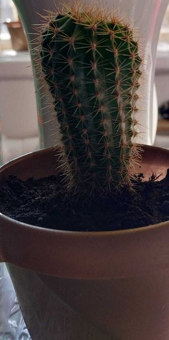 Кактус Эхинопсис