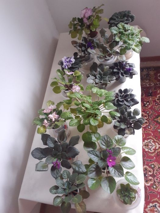 Комнатные растения