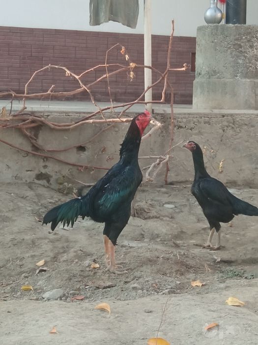 Holati yaxshi kafolat uydan olib ketguncha