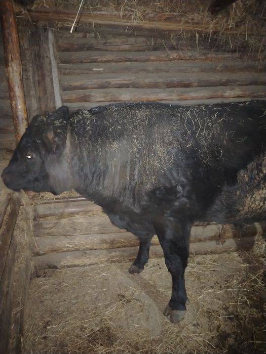 Продоется Ангус.