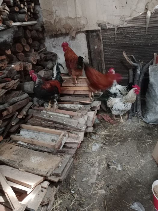 Продам петухов домашних