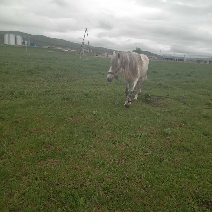 продам жеребца ходит в упряжи