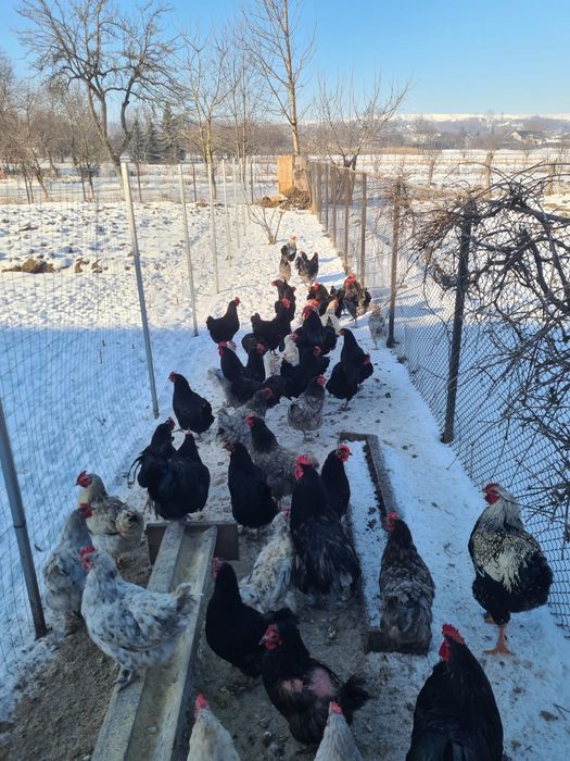 Oua pentru incubat Australorp