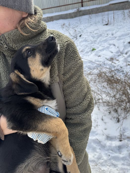 Пристраиваются щенки