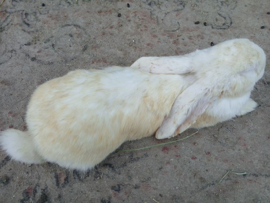 Кролики великан.   .