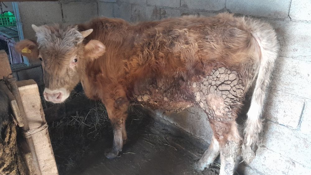 Продам Бычков по 1,5 года