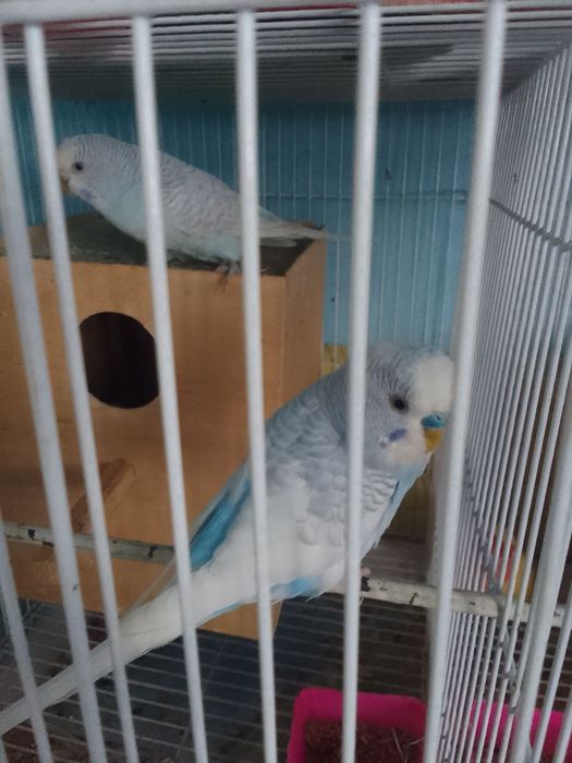 Toza qon miramir sotiladi