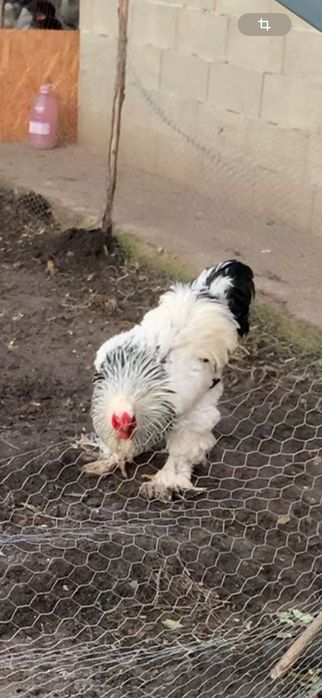 SUPER cocoși brahma !