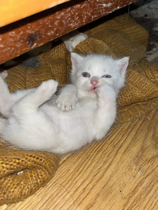 Котята, шотландская порода