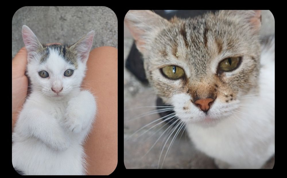 Adopție pisoiasi /pisica  harnica