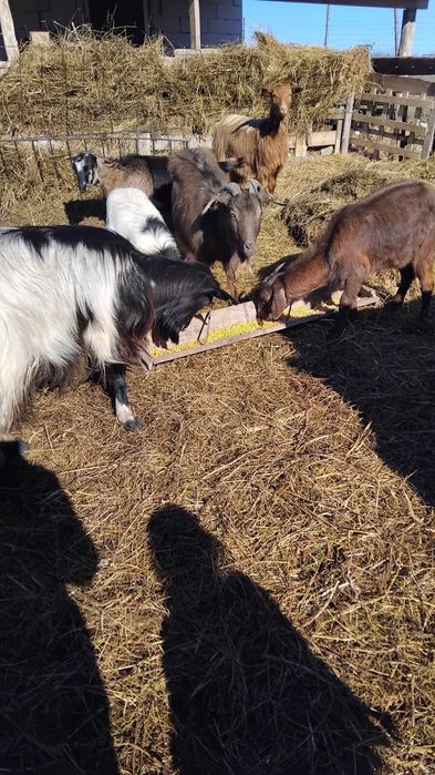 De vanzare 2 capre si 4 iede de un an