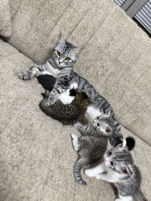 Котята Скотиш страйт