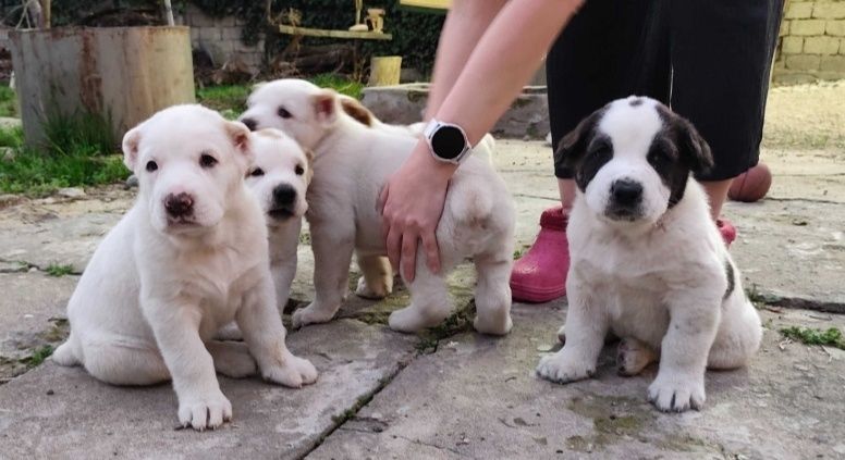 Щенки породы алабай