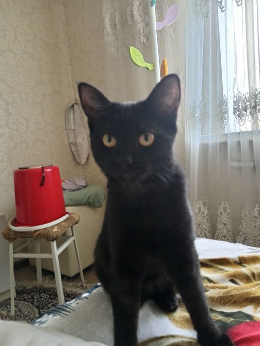 Котенок девочка в поисках дома! Ташкент