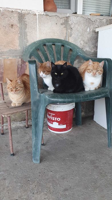 Черна котка на 6 мес. търси дом