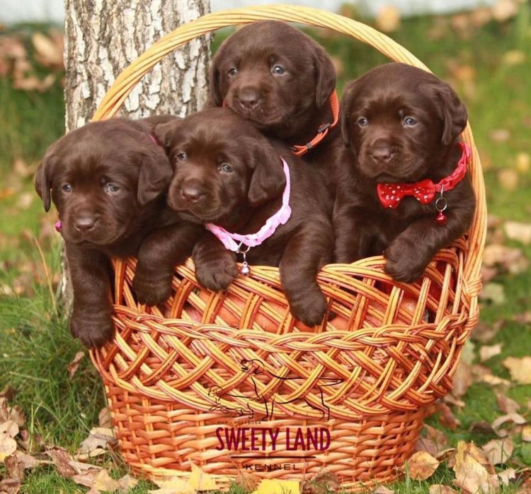 Шоколадные Щенки Лабрадора
