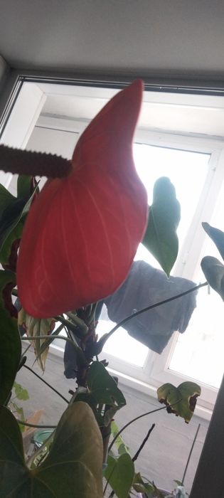 Продам цветы комнатные