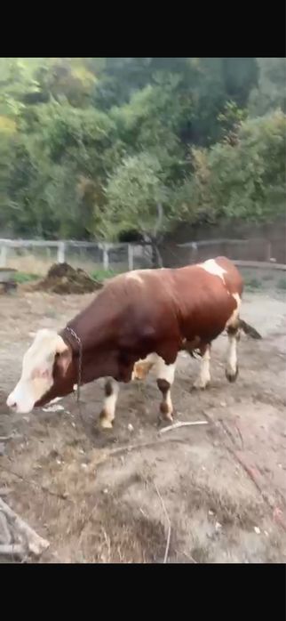 Taur de 1 an si 8 luni