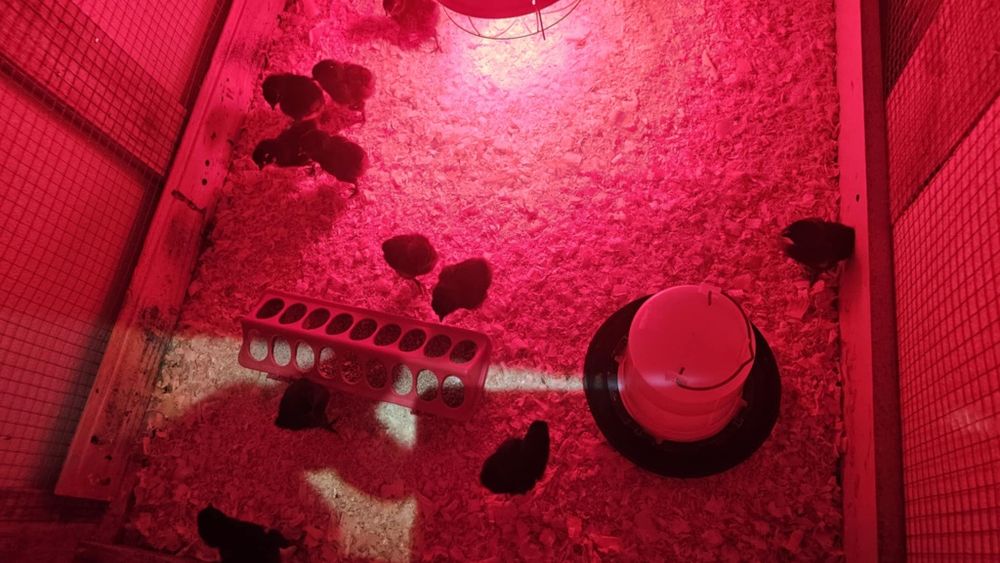 Vând pui de gaina ouatoare