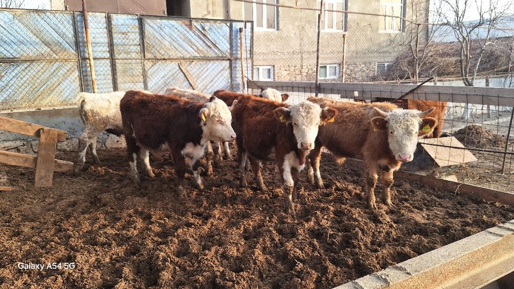 Gereford aulikol smental